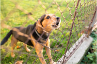 Dog barking at something by the fence