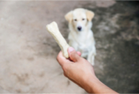 Dog Waiting for a treat