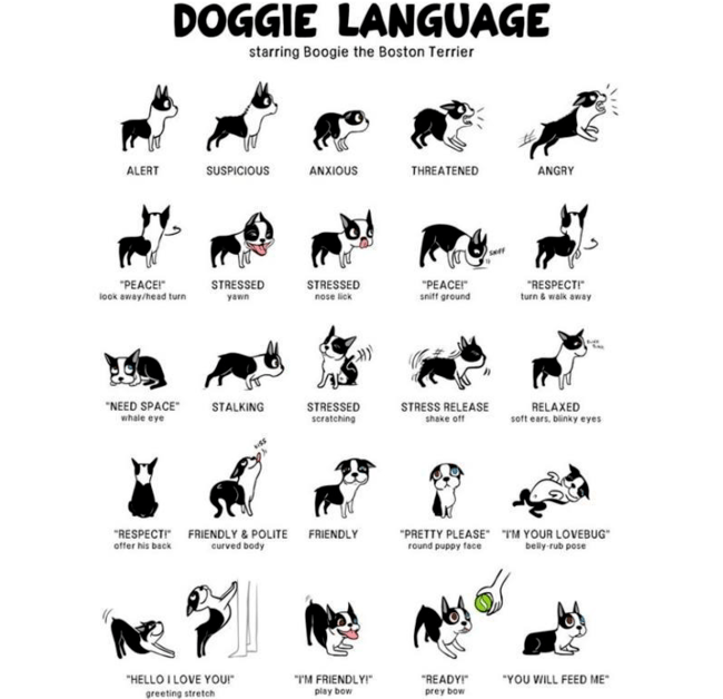 Cartoon images of different body languages for dogs