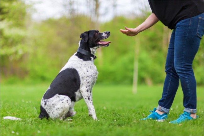 Do you want to stop your dog from jumping on you? This owner is teaching her dog the sit command in this image.