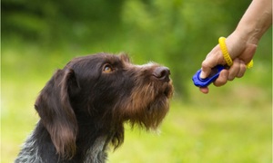 Training a dog with the clicker method in the park.