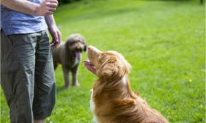 Dog trainer teaching a Nova Scotia Duck Tolling Retriever the sit command in the park. Another dog is observing nearby. Dog Trainer concept.