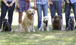 Owners at a dog obedience class with their dogs.