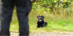 Dog owner training his dog to lie down. Schutzhund training technique concept.