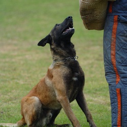 Dog waiting for command, protection technique concept.