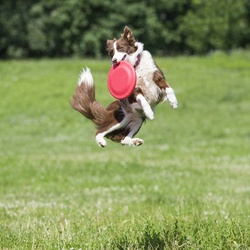 Dog catching a frisbee in the park. Dog exercise, concept.