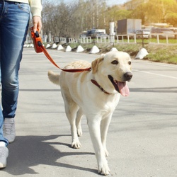 Dog owner taking dog out for a walk in the country.