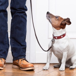 Dog on a leash inside a home looking at his owner, waiting to go on a walk.