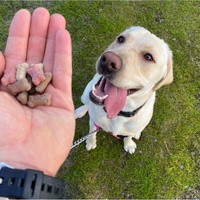 Dog owner holding treats above a Labrador on its leash.