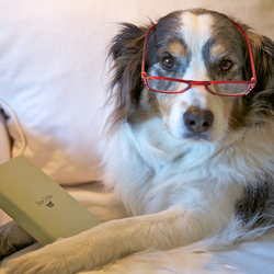 The dog in this picture has a pair of red reading glasses on as he reads a book called "New Tricks." Training An Older Dog, concept.