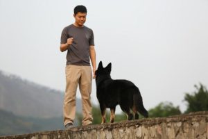 A dog trainer is standing in front of a black dog and teaching it to behave.