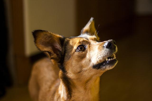 A dog showing aggression with its teeth showing. Common Dog Behavior Questions, concept.