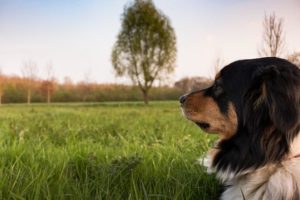 A dog sitting in a grass field staring out at the sky.