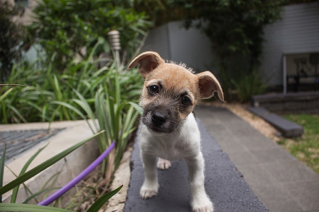 A puppy dog is observing something in the backyard with its head tilted to the side.