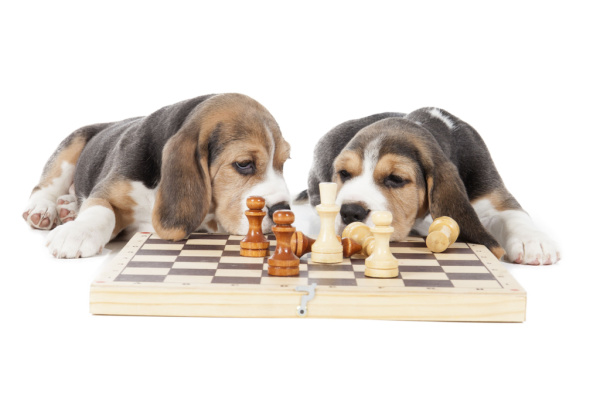 Two Beagles playing chess on a white background in a studio.