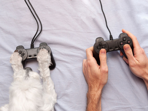 A man controls a video game with a joystick in both hands, and a dog controls a joystick with its paws. A pet plays games with a man and forms a deep bond. Brain Training Your Dog, concept.