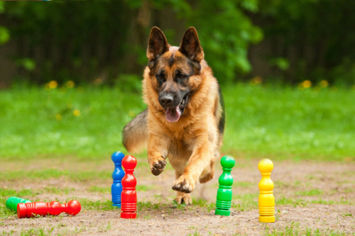 A German shepherd running through skittles cones. Dog exercise, concept.