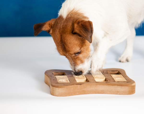 A Jack Russell Terrier is searching for treats in a dog playing an Intellectual game. Brain Training Your Dog, Concept.