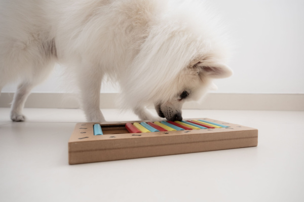 An intelligent dog is looking for tasty dried treats in an intellectual game and eating them up close. Brain games are also used to train nose work with a pet.