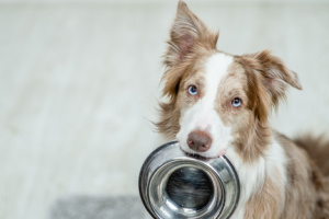 A Border Collie dog is holding a bowl in its mouth. Concept, train a dog.