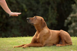 A woman's hand directs a Rhodesian Ridgeback hound dog in the park to follow the nonverbal command of "DOWN."