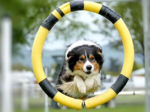 A long-coated dog with black, white, and brown fur jumps through a yellow and black inflatable ring.