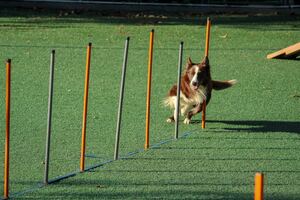 A brown and white dog is actively running through obstacles made of poles.