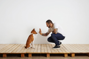 An owner is actively teaching his dog how to give a high five. Concept, train a dog.