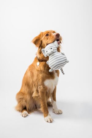 A brown and white dog with a short coat is biting a white and gray ball. Concept, training a rescue dog.