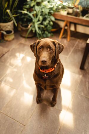 A brown dog sits on the floor, surrounded by plants and a bench. Concept, training a rescue dog.