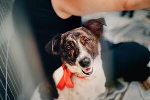 A black and white dog adorned with a red bow around its neck sits on the floor. Concept, training a rescue dog.