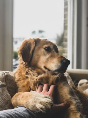 A person is sitting on a sofa and scratching the upper chest of a brown dog.