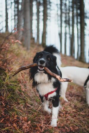 In the woods, a dog is biting a stick. Concept, dog ignores commands.