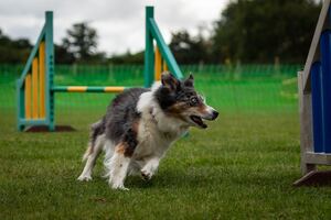 A dog is romping through the grass.