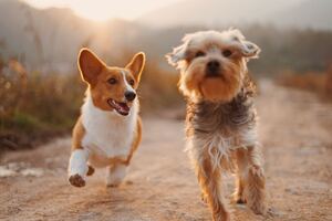 During the daytime, two brown and white dogs run along a dirt road. Concept, dog ignores commands.