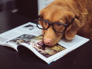 A tanned dog, wearing black-framed eyeglasses is sitting with its head on top of a magazine.