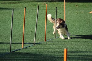 An adult collie is running through an obstacle course with agility and speed.