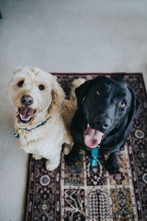 Two dogs are sitting on the maroon area rug - one black and one white.