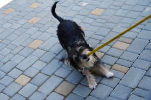 A small, black, wire-haired mutt puppy stubbornly pulls its leash with its teeth. Concept, dog ignores commands.