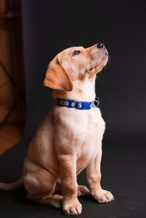 A yellow Labrador retriever puppy is sitting on the floor.