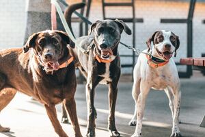 Three dogs, one white, one black, and one white are pulling on their leashes outside. Concept, training a rescue dog.