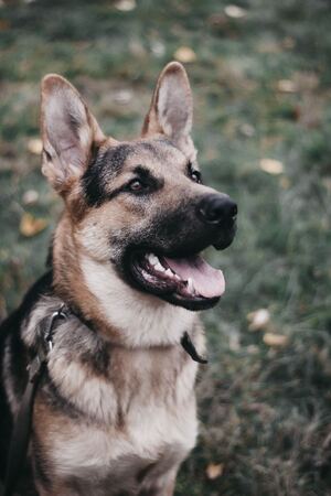 A German Shepard dog sits and waits for a command, ready to obey.