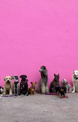 In front of a pink wall sit nine dogs.