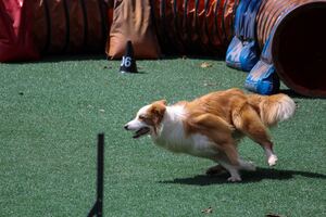 A tan and white Border collie is actively running through an obstacle course.