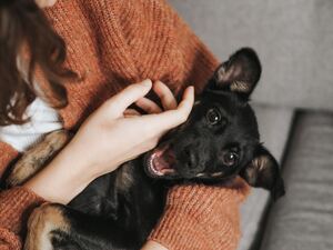 A person is holding a black puppy dog in their arms while affectionately petting it.