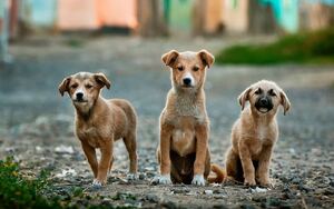 Three tan puppies are seated on gravel rocks.