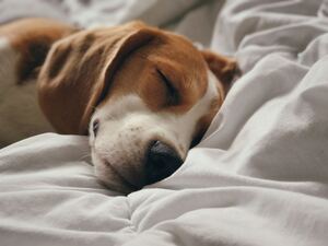 A brown and white short-coated beagle dog peacefully sleeps on a white bed.