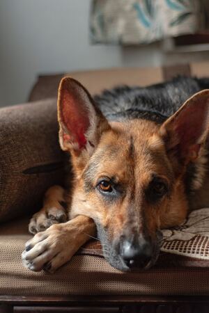 A black and tan dog is lying on a sofa, relaxing.