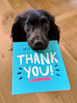 A black rescue dog is holding a "Thank You" card in its mouth. Concept, training a rescue dog.