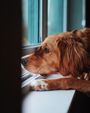 A brown dog resting its head on a windowsill while looking out the window.